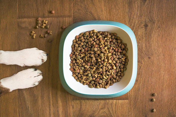 Karma dla psów i kotów z nietolerancjami pokarmowymi