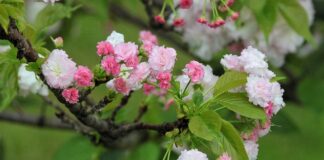 Jaka jest żywotność baterii w BMW i3?