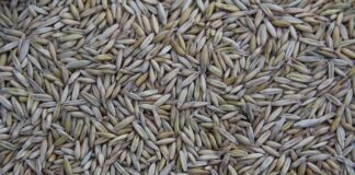 Gdzie produkuje się Subaru?