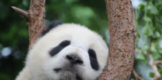 Ile pali panda diesel?