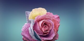 Czym się różni M3 od M4?