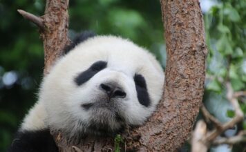 Ile kosztuje Panda hybryda?