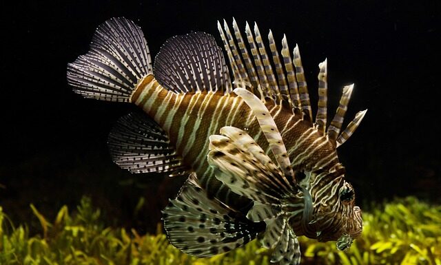 Ile pali Czołg Leopard 2?