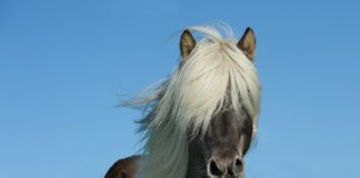 Ile koni ma Hyundai i20?