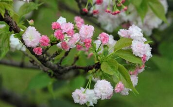 Jaka jest żywotność baterii w Tesli? Jaka jest żywotność baterii w Tesli?