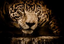 Ile kosztuje Jaguar elektryczny?