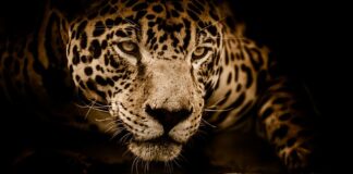 Ile kosztuje Jaguar elektryczny?