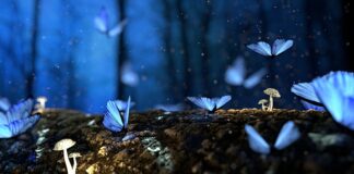 Jakie drewno oczyszcza komin?