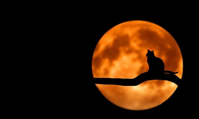 Jak zrobić domowy nawóz?