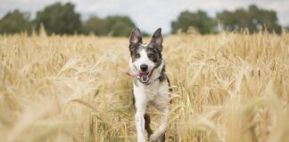 Po jakim czasie działa saletra amonowa?