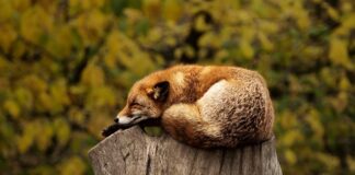 Co do spania w salonie?