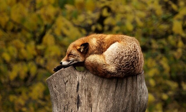 Co to jest czerwona Makita?