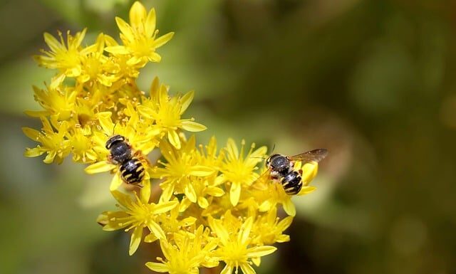 Jak ciąć wełnę na poddaszu?