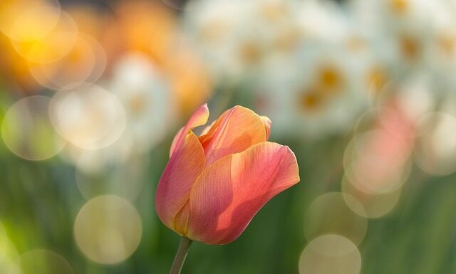 Co kiedy siać w ogrodzie? Co kiedy siać w ogrodzie?