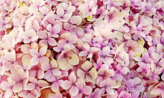 Czy hortensje można podlewać fusami z kawy? Czy hortensje można podlewać fusami z kawy?