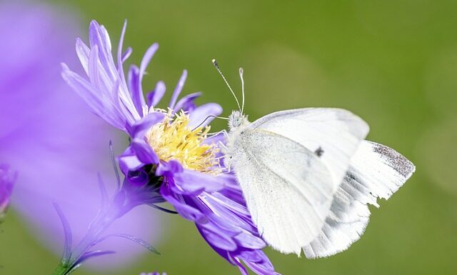 Czym zastąpić pestycydy?