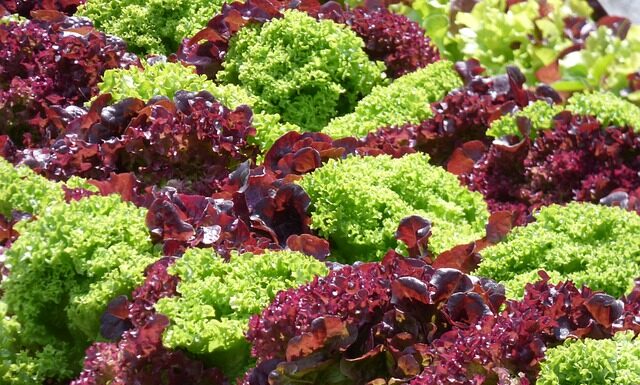 Jak wyhodować Jeżówkę z nasion?