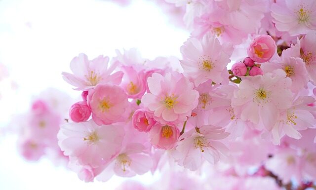 Pod jakie rośliny sypać fusy z kawy?