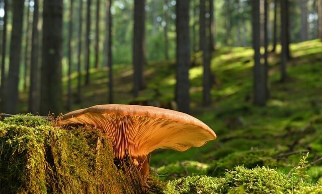 Dlaczego po wymianie okien pojawił się grzyb?