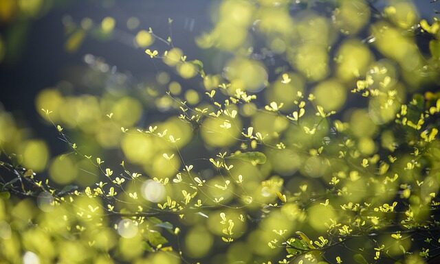 Ile trwa kiełkowanie nasiona? Ile trwa kiełkowanie nasiona?