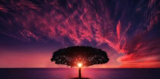 Czy nasiona potrzebuja słońca?