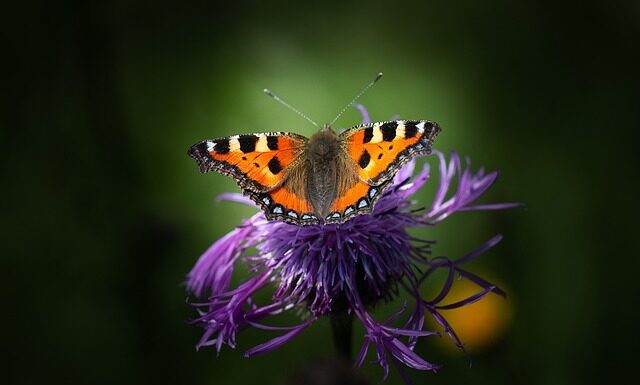 Czym Przeciąć miedz?