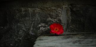 Jak się nazywa to w środku kwiatka?