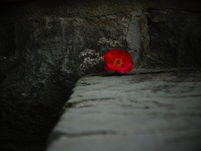 Jak się nazywa to w środku kwiatka? Jak się nazywa to w środku kwiatka?