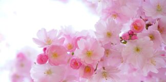 Na jakie grupy dzielimy rośliny?