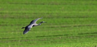 Co najlepiej na poplon na słabe ziemię?