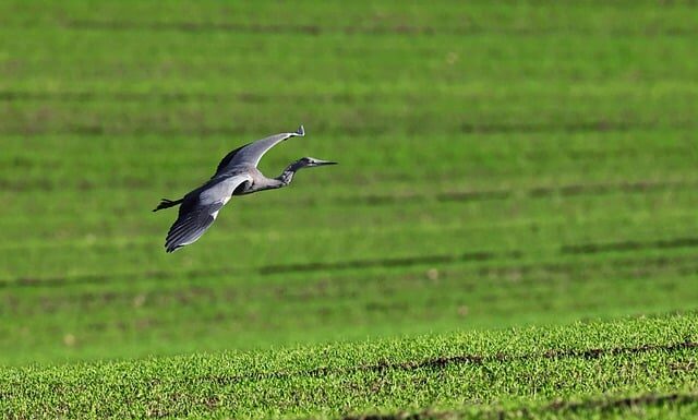 Co najlepiej na poplon na słabe ziemię?