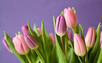Jaki nawóz na kwitnienie roślin? Jaki nawóz na kwitnienie roślin?