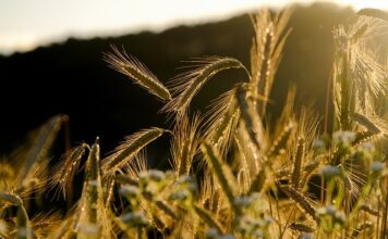 Czym się różni żyto od jęczmienia?