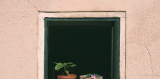 Czy podlewać po koszeniu?