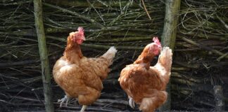 Jakie są typy roślin?