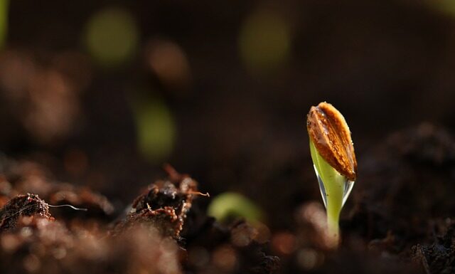 Co zrobić gdy nasiona nie kiełkują?