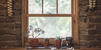 Czy warzywo to roślina?