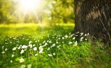 Jakie kwiaty lubią azot? Jakie kwiaty lubią azot?