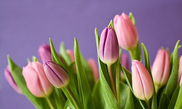 Jaki nawóz na obfite kwitnienie? Jaki nawóz na obfite kwitnienie?