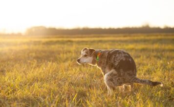 Czy moczem można Podlewać rośliny?