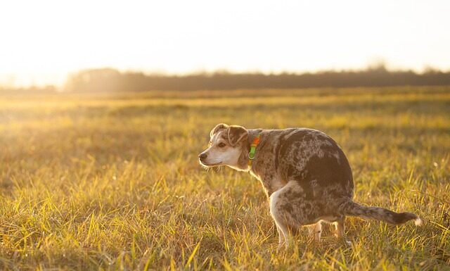 Czy moczem można Podlewać rośliny?