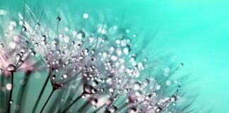 Co to jest rosa hummus?