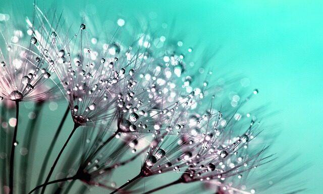 Co to jest rosa hummus?