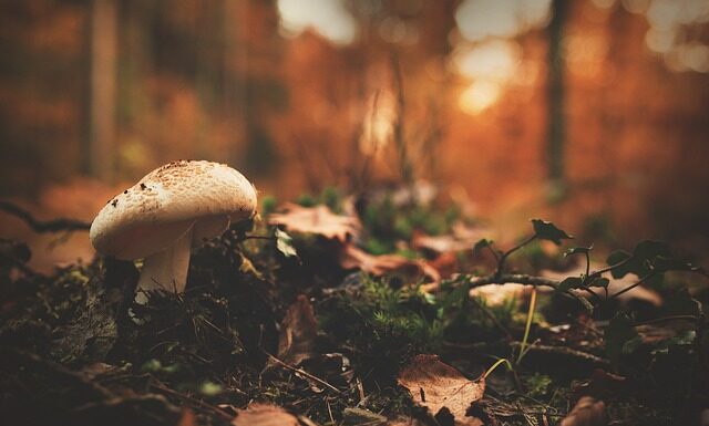 Co lepsze humus czy obornik?