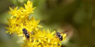 Jak układać wełnę między krokwiami?