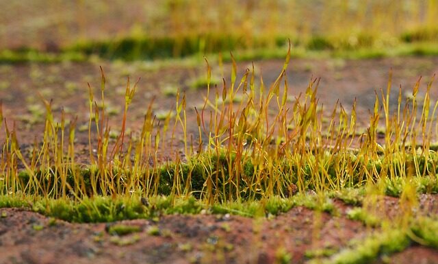 Czym różni się sporofit od gametofitu? Czym różni się sporofit od gametofitu?