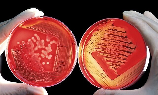 Jak wysiać warzywa do gruntu? Jak wysiać warzywa do gruntu?