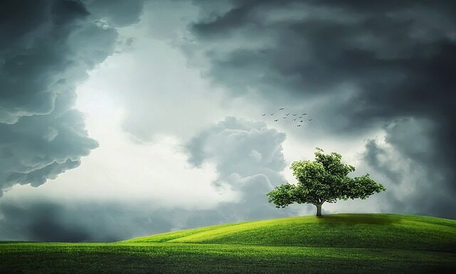 Jaki Bosch zielony czy niebieski?