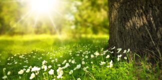 Dlaczego trawa żółknie mimo podlewania?