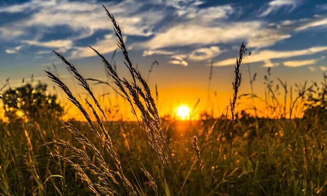 Co siać zamiast zboża? Co siać zamiast zboża?